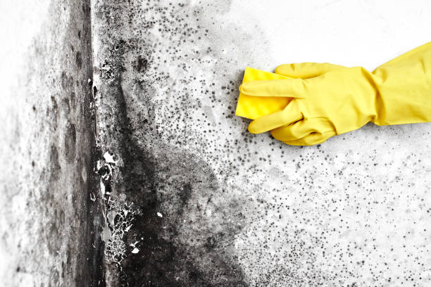 Best Attic Mold Remediation in Oneonta, NY