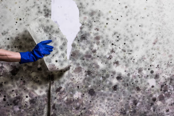 Best DIY Mold Remediation Support Services in Oneonta, NY