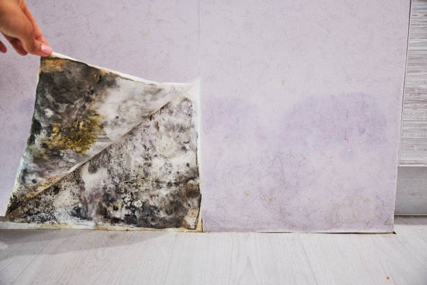 Trusted Oneonta, NY Mold Remediation Experts